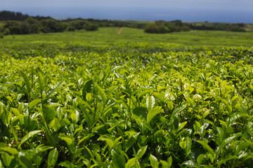 Fototapeta na wymiar Tea plantation in Mauritius
