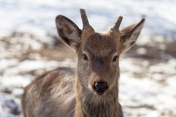 deer in the park in winter