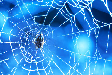 Spider web with shiny blue drops