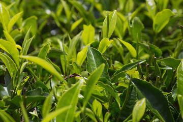Fototapeta premium Close up of tea leaves.