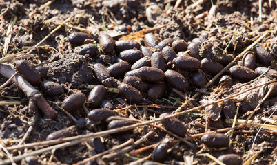 deer waste on the ground
