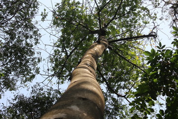 Fototapeta premium branches of tree spreading out leaves from bottom view
