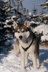 Siberian husky winter portrait