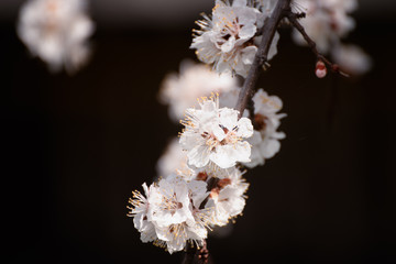 Apricot spring tree flower over dark background, seasonal floral nature concept