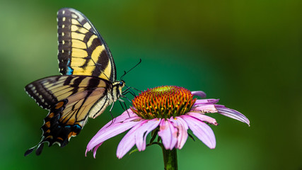 Swallowtail Butterfly and Pink Blossoms