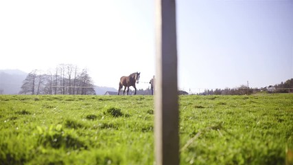Woman on green lawn walk brown horse on leash in circle 4K
