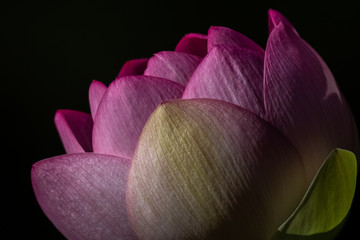 Fototapeta na wymiar Pink Lotus Blossom