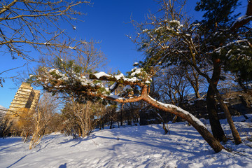 Fabulous winter scene with trees, Armenia