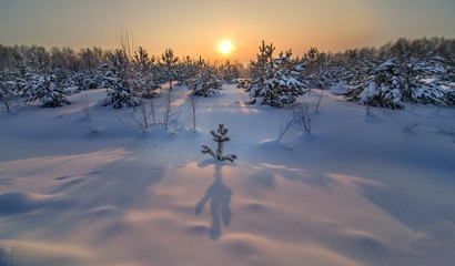 panoramic view of winter forest landscape with sundown
