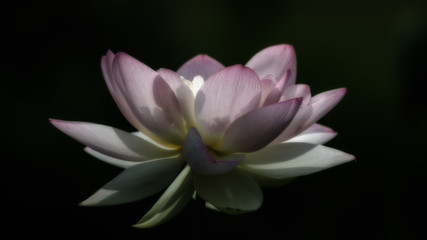 Pink Lotus Blossom