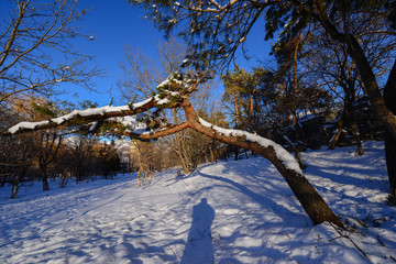 Fabulous winter scene with trees, Armenia