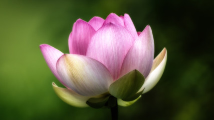 Obraz na płótnie Canvas Pink Lotus Blossom