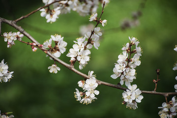 Apricot tree flower with buds and blossoms blooming at springtime, vintage retro floral background