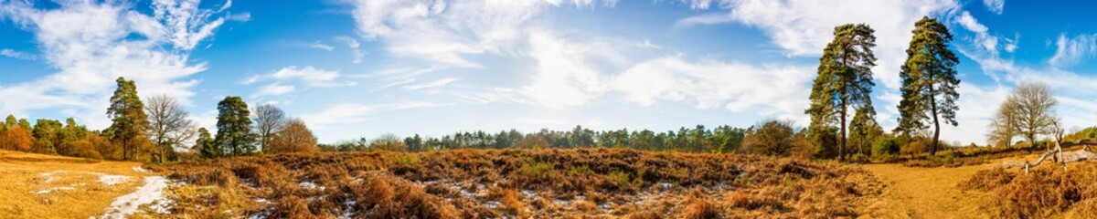 Panorama einer Heidelandschaft mit Kiefern bei Sonnenschein