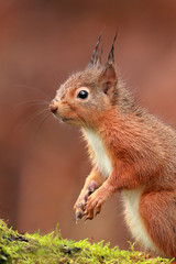 Naklejka na ściany i meble Red Squirrel with wet tuffs