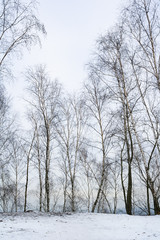 Group of bare trees during winter season. White snow is on the ground. Heavy overcast with grey sky