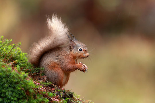 Red Squirrel in rain