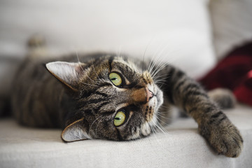 tabby cat lies relaxed on the sofa and looks at the camera