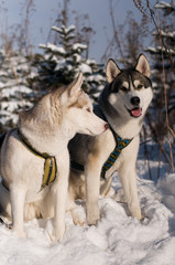 Siberian husky winter portrait