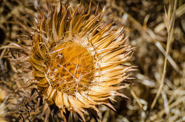 Detail shot of dry sunflower kind flower or blossom in yellow tones with blurry background
