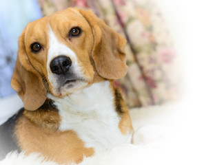 Portrait of an adorable Beagle dog