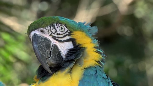 close up of macaw parrot