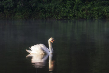 White Swan on lake with sunlight after sunrise.