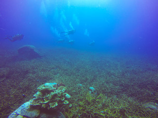 Fototapeta na wymiar Scuba Divers swimming over the live coral reef full of fish and sea anemones.