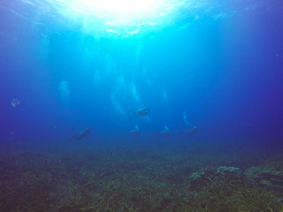 Fototapeta na wymiar Scuba Divers swimming over the live coral reef full of fish and sea anemones.