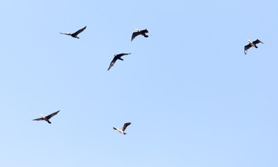 Fototapeta premium a flock of birds flying south in the blue sky