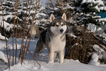Siberian husky winter portrait