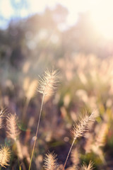 Obraz premium Sunrise through the Grass