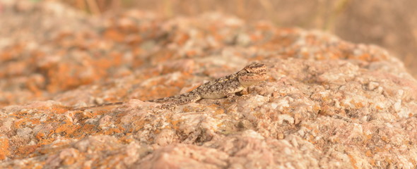 A lizard camouflage
