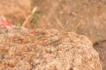 A lizard camouflage