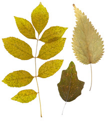 Set of dried leaves of different color for a herbarium. Isolated