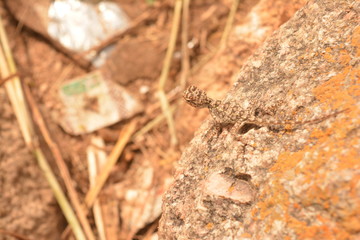 A lizard camouflage
