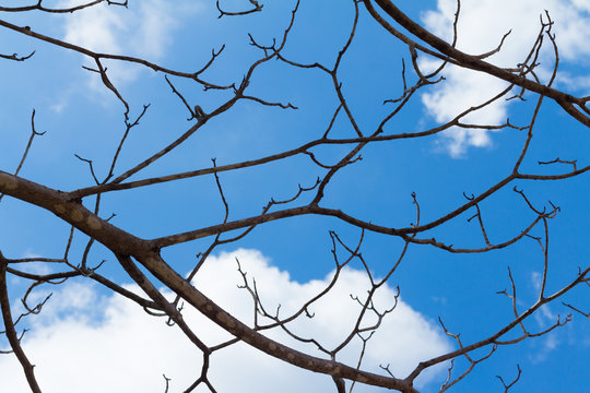 Tree Branches Against The Sky