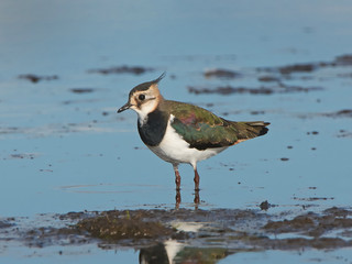 Northern lapwing (Vanellus vanellus)