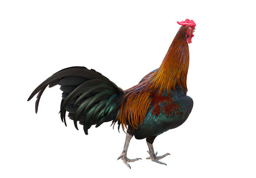 A smart rooster isolated