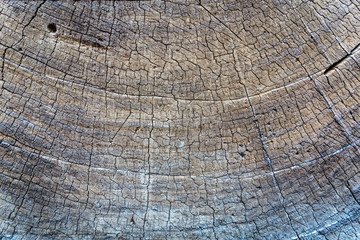 Fototapeta premium Closeup dry tree saw cut.