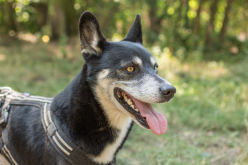 Husky mit unterschiedlichen Augen