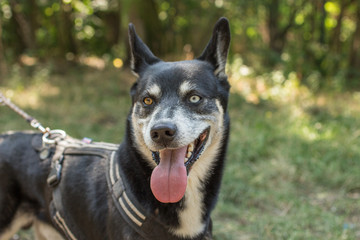 Husky mit unterschiedlichen Augen