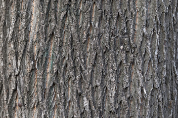 Baumrinde