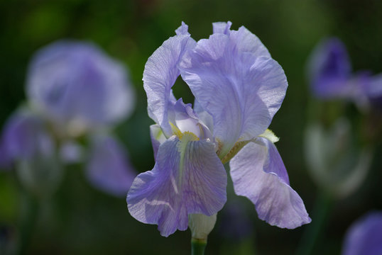Iris bleu pastel au printemps