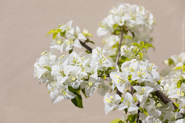 white flowers on a pink background
