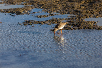 redshank (Tringa totanus) , in wetlands in Kalohori in north Gre