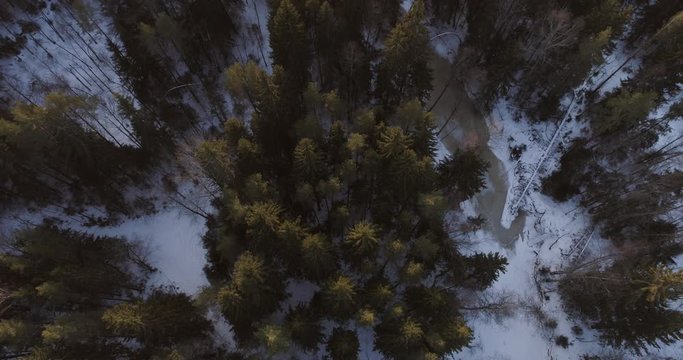 backwards flight with tilt and reveal sunset over winter fir forest, 4k aerial footage