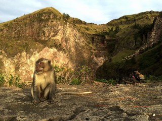 Macaque monkey on mountain in Bali