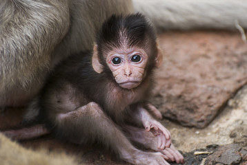 The baby Monkey and mother in Lopburi, Thailand