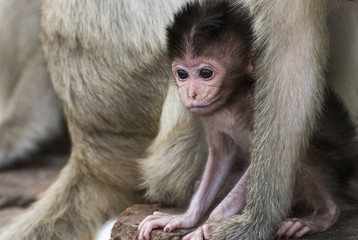The baby Monkey and mother in Lopburi, Thailand